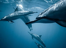 开云体育APP下载-【CBA第一阶段评奖】MVP郭艾伦力压吴前 周琦DPOY